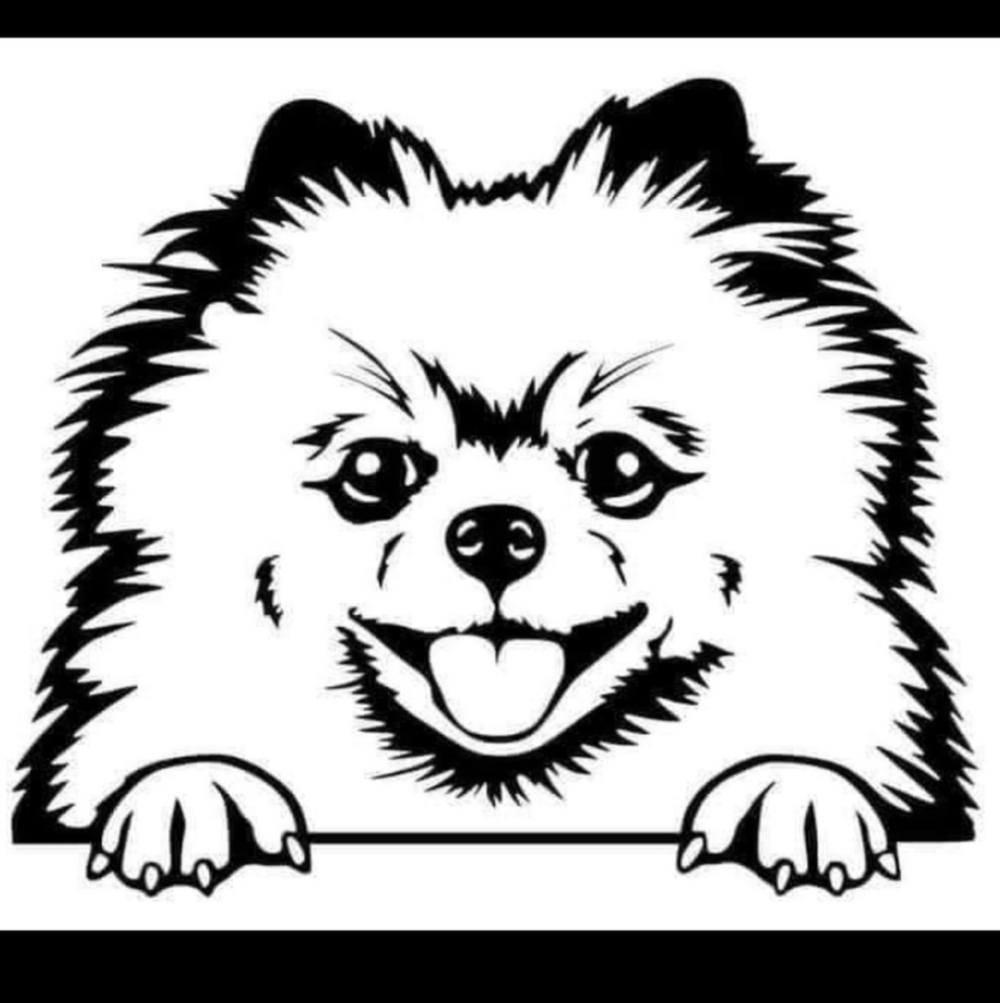 Pomeranian‎ Dog Face Vinyl Graphic Auto Wall Car Laptop Decal Animal Sticker